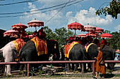 Ayutthaya, Thailand. elephants waiting for tourists. 